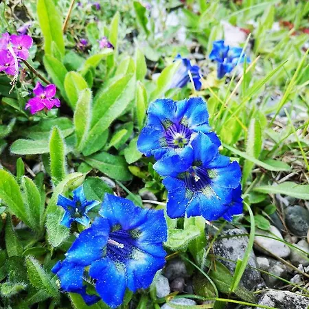 Haus Edelweiss Apartment *